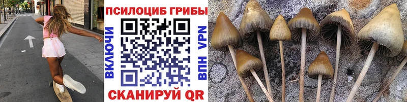 Псилоцибиновые грибы Cubensis Протвино